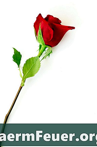 Tips til at give en enkelt rose til en pige