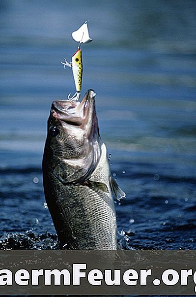 Советы для рыбалки на окуня