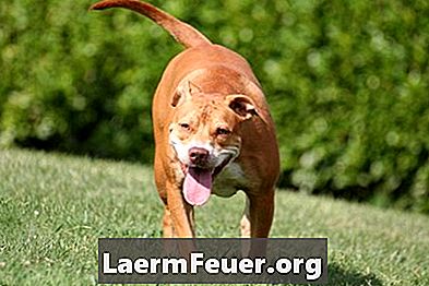 Informatie over pitbull- en bokserhondmixen