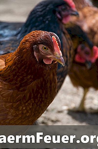 Skillnad mellan kyckling och lugg
