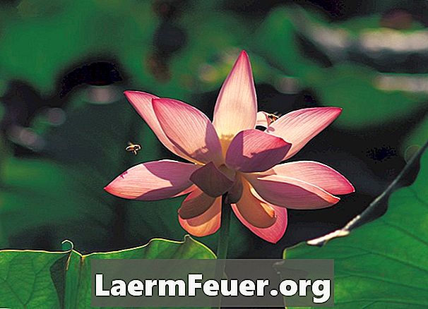 Forskjell mellom vannlilje og lotus