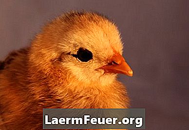 Διαφορά ανάμεσα σε αρσενικό κοτόπουλο και θηλυκό γκόμενα