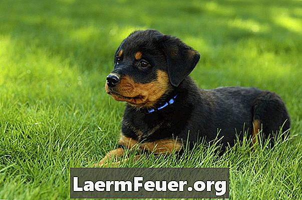 Différence entre un rottweiler américain et un allemand