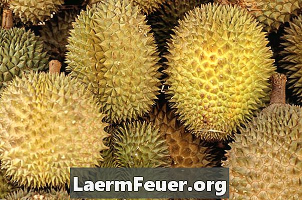 Rozdíly mezi Noni a Durian ovoce