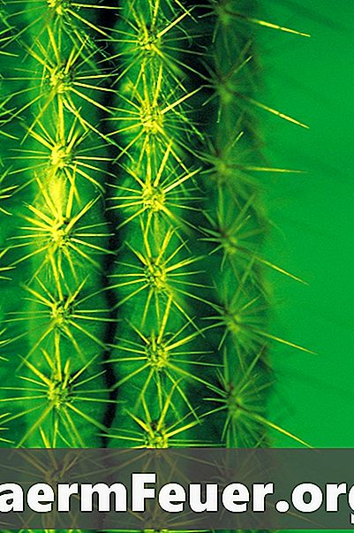 Forskelle mellem euphorbias og kaktus