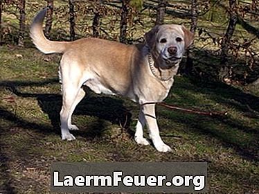 Elbow dysplasi i Labradors
