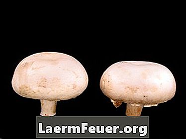 Nemoci způsobené houbami