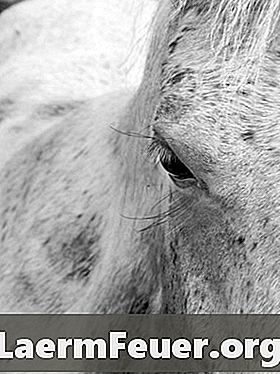 الأمراض الشائعة في الخيول