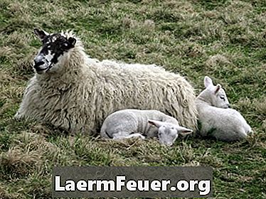 Plicní onemocnění ovcí