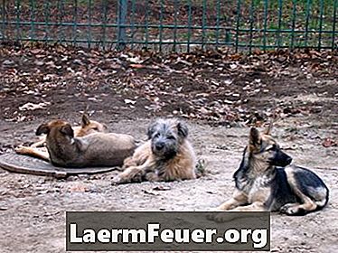 Canine Kennel Cough Medications