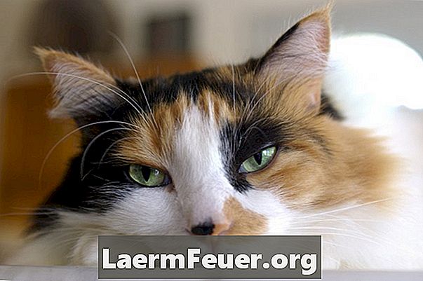 Effekt av histamin for allergi hos katter