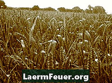 V akej pôde by mala byť pšenica pestovaná?