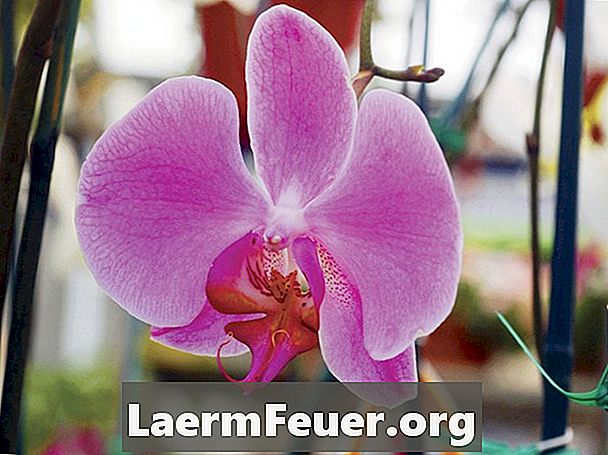 Arter av lilla orkideer som vokser i tropiske skoger