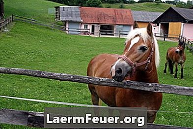 Övningar för hästar med höft och knäskador