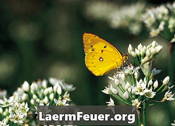 Einfache Versuche zum Lebenszyklus von Schmetterlingen in der Grundschulbildung
