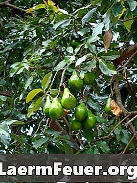 Факти про корінь авокадо