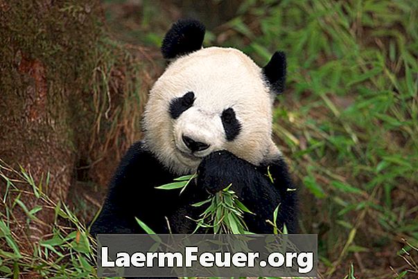 Fakten über Pandabärchen