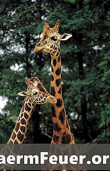 Fatos sobre o acasalamento de girafas