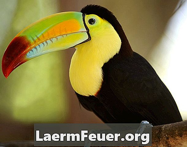 ข้อเท็จจริงเกี่ยวกับ toucans ของป่าอเมซอน