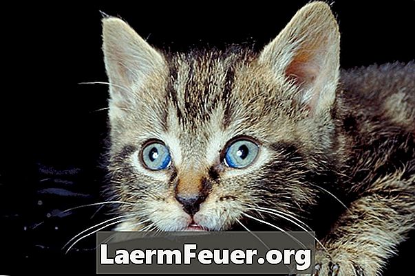 Fieber und Erbrechen bei Katzen