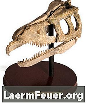 Ferramentas usadas por um paleontólogo