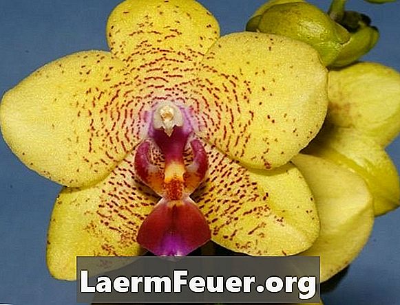Fertilizantes caseiros para orquídeas