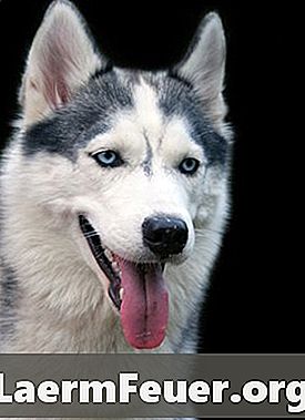 Fibrocassoma en mondkanker bij honden