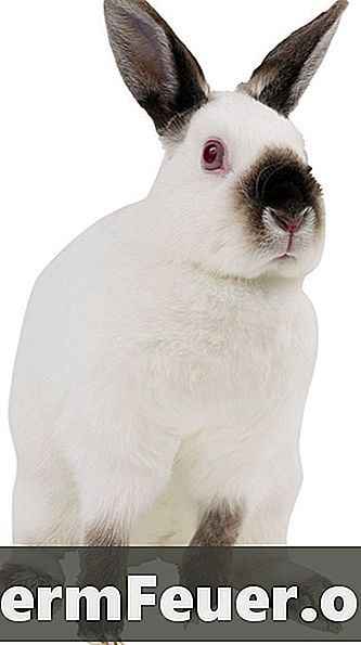 Er havremel flak bra eller dårlig for kaniner?