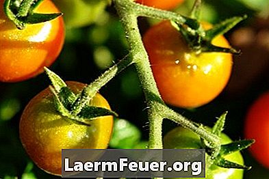 Fiori per attirare le api per piantare pomodori in giardino