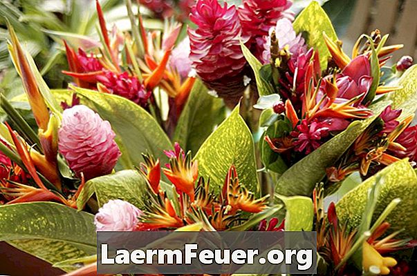 Flores tropicais: coloridas e exuberantes!