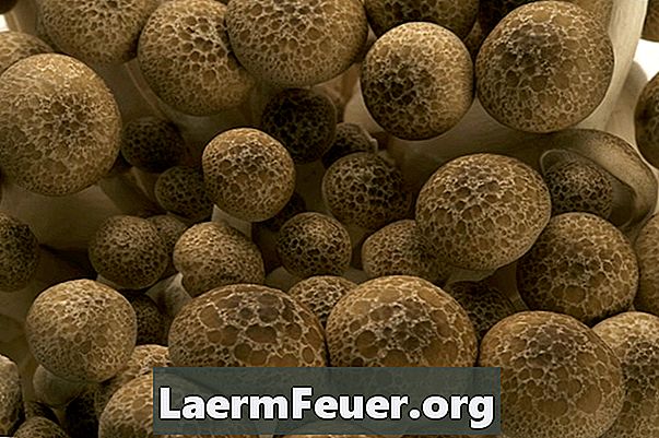 Fungicid za gljive koje rastu na zidovima kuće