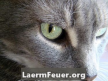 Uso do Interferon no tratamento da FIV dos gatos