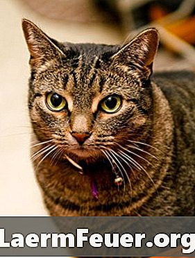 Katten: ringworm in het oor