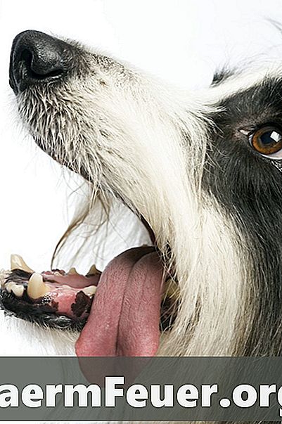 Geschwollenes Zahnfleisch bei Hunden
