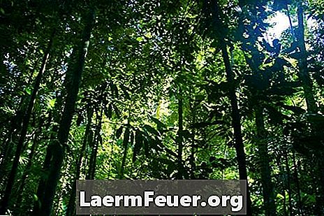 Przewodnik po lasach deszczowych Amazon