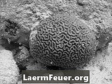 Habitat de corais-cérebro