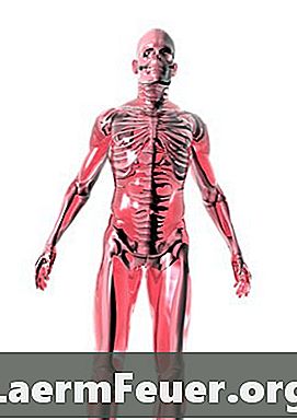 Anatomie en fysiologie projectideeën