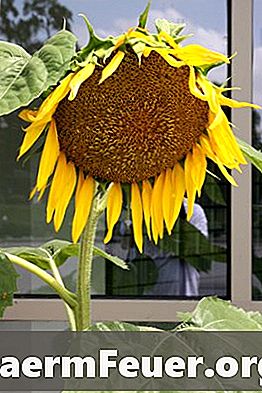 Idea untuk parti nikmat dengan bunga matahari tema