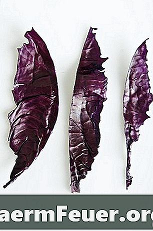 Identificazione di foglie viola