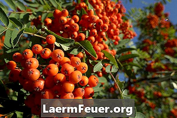 Identificación de árboles de frutas silvestres