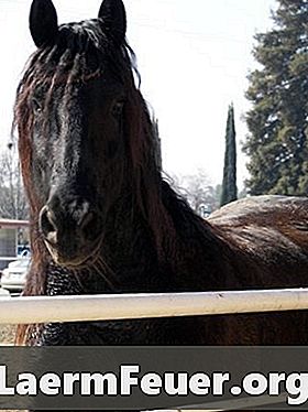 סימנים של סוסה בהריון או עם נפיחות נגרמת על ידי התכווצויות
