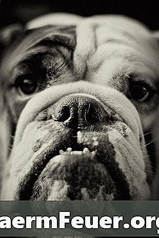 Information om dentition av en engelsk bulldog valp