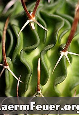 Teave Euphorbia lactea kohta