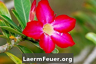 Informatie over de bloemen van de Desert Rose