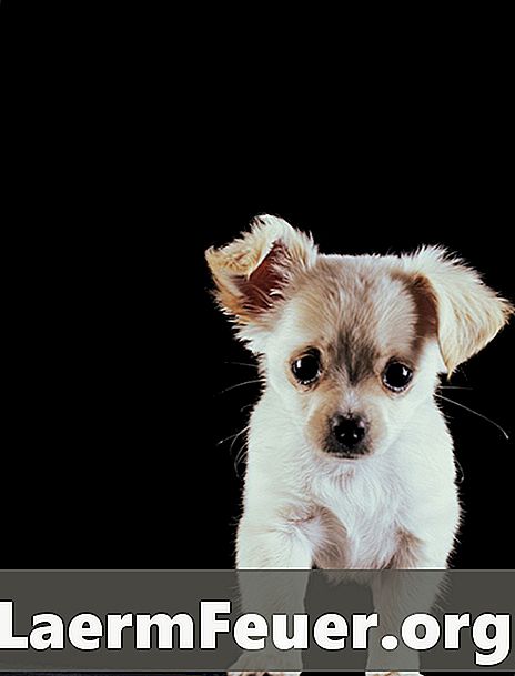 Informatie over de bezorging van een Chihuahua