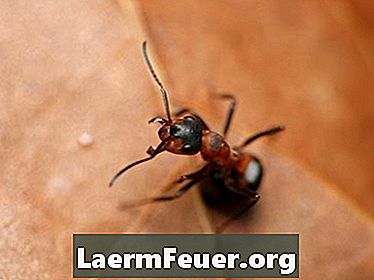 Hjem Insecticide for myrer
