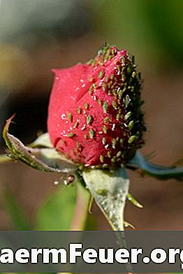 Hauptinsektizid für Rosenbüsche