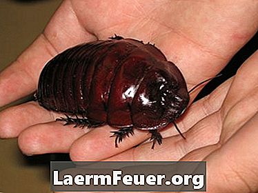 Natural Home Insecticides för att döda kackerlackor