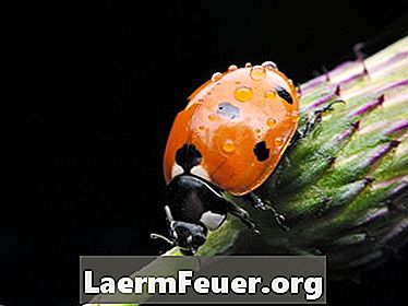 الحشرات التي تساعد المزارعين