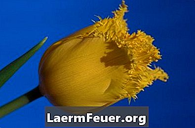 Anleitung zur Herstellung von Tulpen mit Deckel